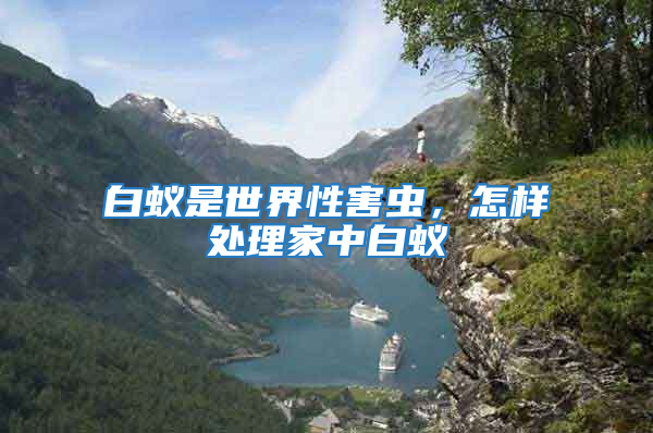 白蟻是世界性害蟲,怎樣處理家中白蟻