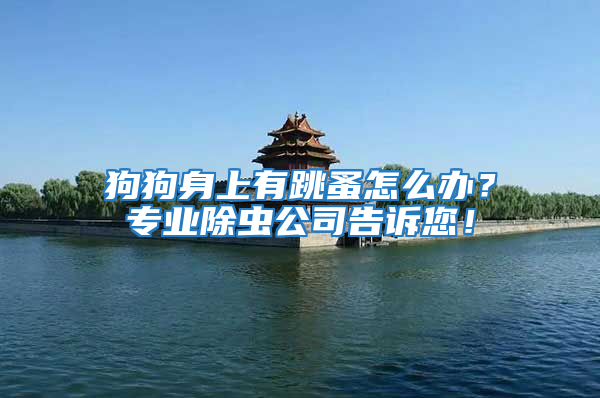 狗狗身上有跳蚤怎么辦？專業除蟲公司告訴您！