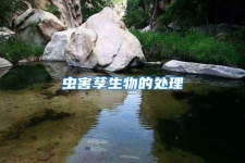 蟲(chóng)害孳生物的處理