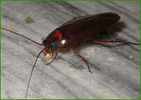 專業(yè)殺蟲(chóng)殺蟑螂